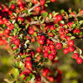 Cotoneaster dammeri coral beauty 1,5L - Madárbirs