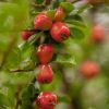 Cotoneaster dammeri coral beauty 1,5L - Madárbirs