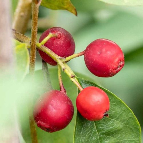 Cotoneaster dammeri major K2 - nagylevelű Madárbirs