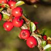 Cotoneaster procumbens 'Queen of Carpets' - Madárbirs , talajtakaró