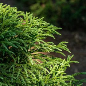 Cryptomeria japonica 24 cs - Japán ciprus