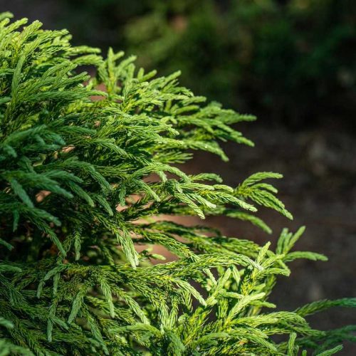 Cryptomeria 24 cs