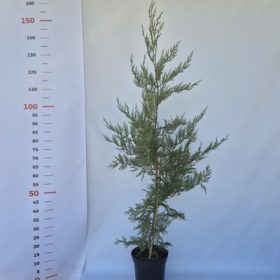   Cupressocyparis leylandii 120/140 K.3,5 - Leylandi ciprus bambuszolva