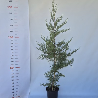 Cupressocyparis leylandii 100/125 K.3,5 - Leylandi ciprus bambuszolva