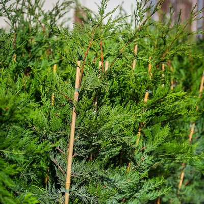 Cupressocyparis leylandii 120/140 - Leylandi ciprus bambuszolva 
