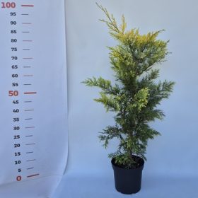   Cupressocyparis leylandii Gold Rider 60/80 K.2 - Arany leylandi ciprus
