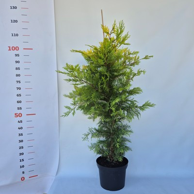 Cupressocyparis leylandii Gold Rider 70/80 K 4,5(0010) - Arany leylandi ciprus