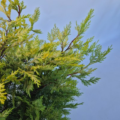 Cupressocyparis leylandii Gold Rider 90/110 (0010) - Arany leylandi ciprus