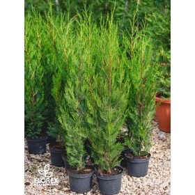   Cupressocyparis leylandii Green Rocket 100/120 - Oszlopos leylandi ciprus