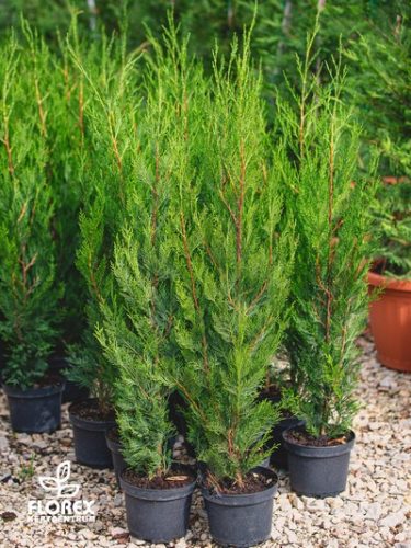 Cupressocyparis leylandii Green Rocket 100/120 - Oszlopos leylandi ciprus