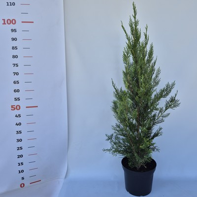 Cupressocyparis leylandii Green Rocket 100/125 K 3,5 - Oszlopos leylandi ciprus