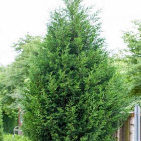   Cupressocyparis leylandii törzsesre nevelt 150/170- Leylandi ciprus