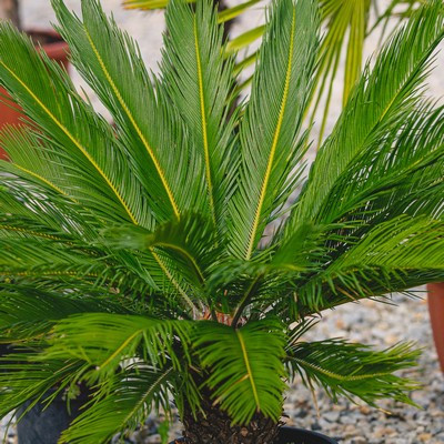 Cycas 36 cm