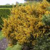 Cytisus praecox