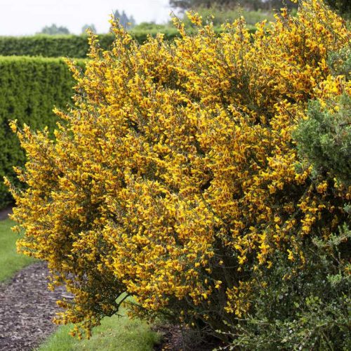 Cytisus praecox