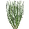 Cytisus praecox