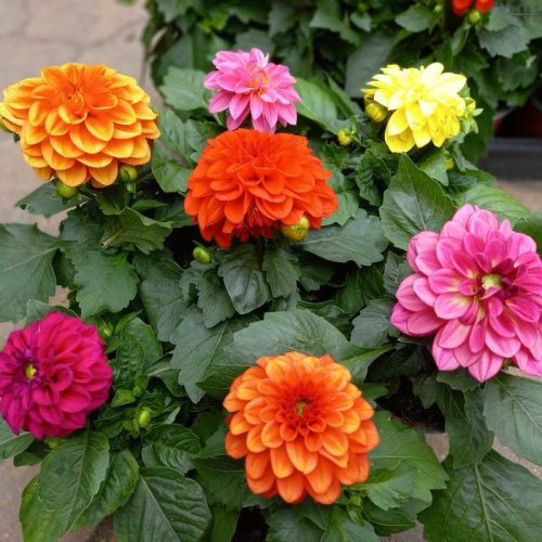 Dahlia coccinea - Balkon dália