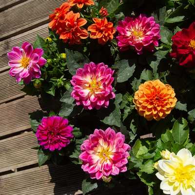 Dahlia coccinea - Balkon dália