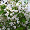 Deutzia nikko- törpe gyöngyvirágcserje