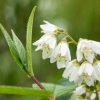 Deutzia nikko- törpe gyöngyvirágcserje