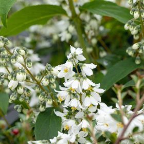 Deutzia gracilis 'Dippon' - gyöngyvirágcserje