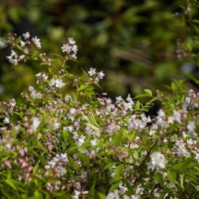 Deutzia x hybrida mix - gyöngyvirágcserje mix