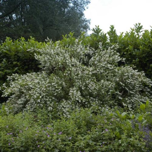 Deutzia x hybrida mix - gyöngyvirágcserje mix