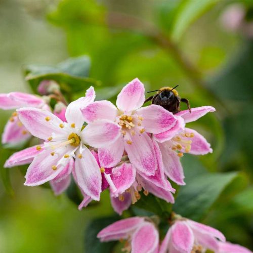 Deutzia scabra Perle Rose K2 - Érdeslevelű gyöngyvirágcserje rózsaszín