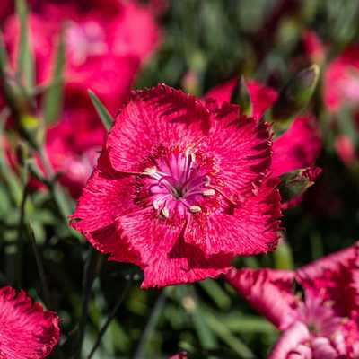 Dianthus gr. 'Rotkäppchen' 13cm - Piros virágú pünkösdi szegfű