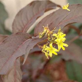   Diervilla rivularis 'Trója Black' - sárgalonc fajta