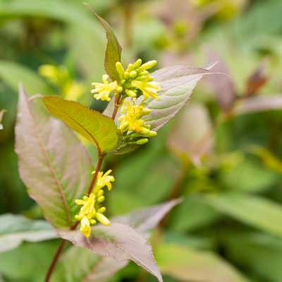 Diervilla x splendens/ sárgalonc fajta