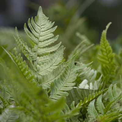 Dryopteris erythrosora 11*11 japán pajzsika