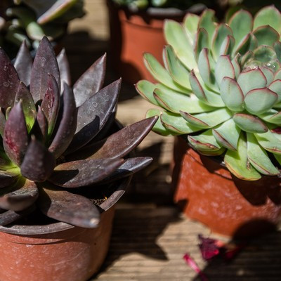 Echeveria
