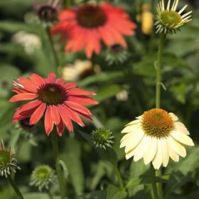 Echinacea-Kasvirág