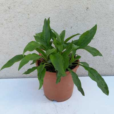 Echinacea 'Summer Cocktail' 15cm - Sárgás-rózsaszin virágú kasvirág