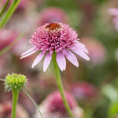 Echinacea purp. Pink D. Delight' ® 15 cm /Rózsaszín virágú bíbor kasvirág teltvirágú