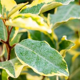   Elaeagnus pungens 'Maculata' - Tarkalevelű ezüstfa