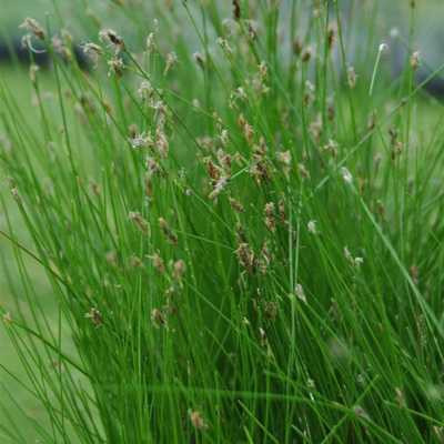 Eleocharis palustris 11*11 /mocsári csetkáka