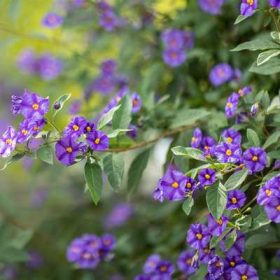 Solanum rantonnetii - Encián