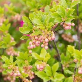 Enkianthus campanulatus - Csengőbojt