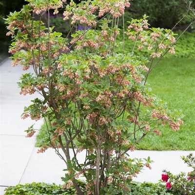 Enkianthus campanulatus - Csengőbojt