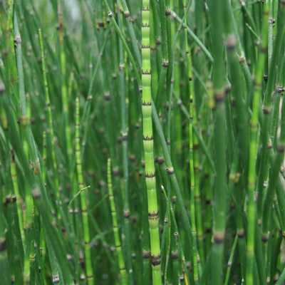 Equisetum japonica 15 cm - Japán zsurló