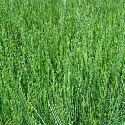 Equisetum scirpoides 11*11 /Törpe zsurló