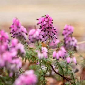Erica carnea 'Winterfreude' 14cm - Alpesi hanga