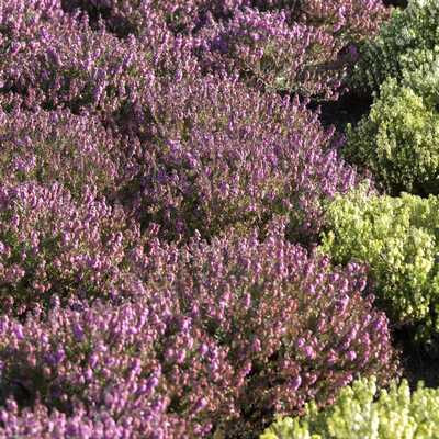 Erica carnea 'Winterfreude' 14cm - Alpesi hanga