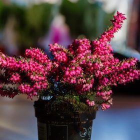 Erica darleyensis - Örökzöld hanga