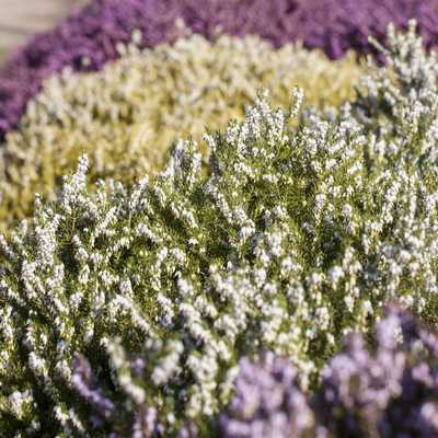 Erica darleyensis 9cs - Örökzöld hanga