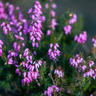 Erica darleyensis - Örökzöld hanga