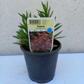 Erigeron hyb. 'Dunkelste Aller' 14 cm /Küllőrojt