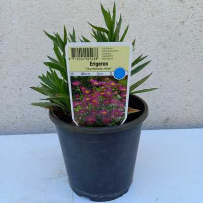 Erigeron hyb. 'Dunkelste Aller' 14 cm /Küllőrojt